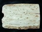Woodworthia Petrified Wood Log - x #12628-4